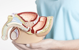 Male_Reproductive _System