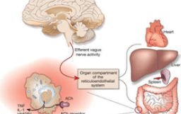 Reticulo_endothelial
